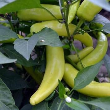 Vegetable Seeds,Garden seeds, Seeds For Planting,Plant Seeds