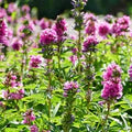 Pink Checkerbloom Flower Seeds for Planting – Heirloom, Non-GMO, Cottage Garden Essential, High Germination