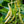 Yellow Bush Bean Vegetable Seeds for Planting – Heirloom & Non-GMO Seeds for Easy Warm-Season Gardening