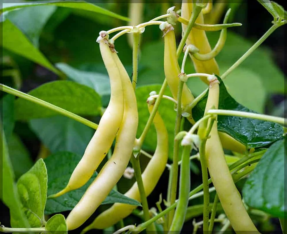Yellow Bush Bean Vegetable Seeds for Planting – Heirloom & Non-GMO Seeds for Easy Warm-Season Gardening