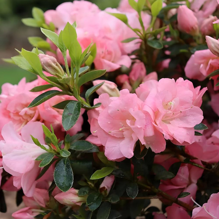 Pink Azalea Perennial Flower seeds for Planting – Seasonal Bloomer, Heirloom & GMO Free Seeds for Home Garden Non-GMO