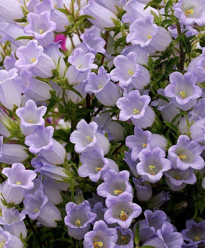 Bells Flower Seeds for Planting – Heirloom, Non-GMO, High Germination Organic Garden Seeds