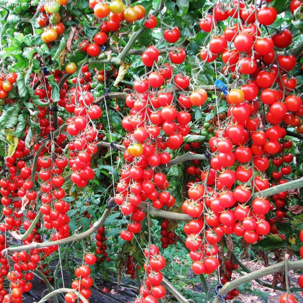 Yanang Tiliacora Triandra herb seeds for planting – Heirloom & Non-GMO Garden seeds