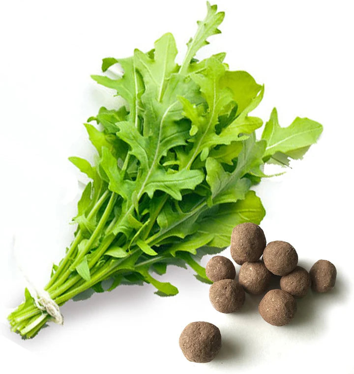 Arugula Rocket Seeds for Planting – Fast-Growing Heirloom Leafy Greens