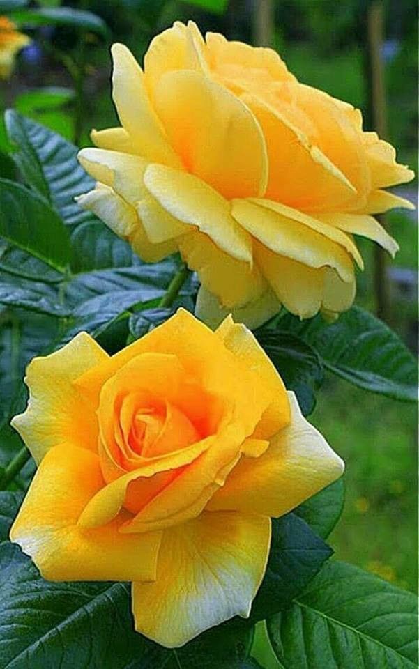 Deep Yellow Rose  Flower seeds for Planting - Cut Flower Favorite, Heirloom & GMO Free Seeds for Home Garden, 100pcs