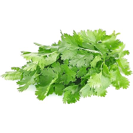 Cilantro Coriandrum Sativum Herb Seeds for Planting – Heirloom, Non-GMO Essential Culinary Garden Seeds
