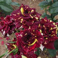 Maroon Cream Rose Flower Seeds for Planting – Heirloom, Non-GMO, Garden Favorite Organic Garden Seeds