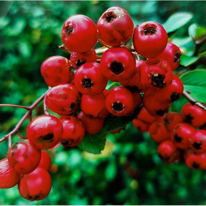 Decorative Winterberry fruit seeds for planting - Heirloom & Non-GMO Garden seeds, ideal for festive gardens