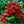 Winterberry Holly fruit seeds for planting - Heirloom & Non-GMO Garden seeds