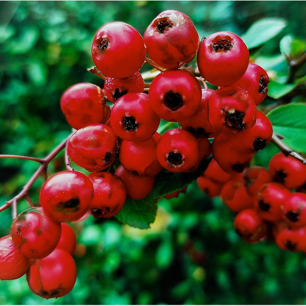 Winterberry Holly fruit seeds for planting - Heirloom & Non-GMO Garden seeds