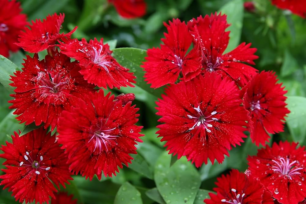 Baren Red Dianthus Flower Seeds for Planting – Heirloom, Non-GMO, High Germination Organic Garden Seeds