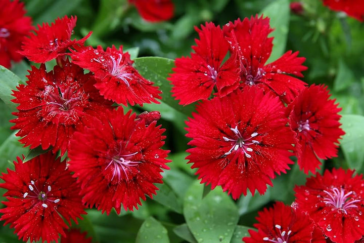 Baren Red Dianthus Flower Seeds for Planting – Heirloom, Non-GMO, High Germination Organic Garden Seeds