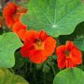 Orange Nasturtium Flower Seeds for Planting – Heirloom, Non-GMO, High Germination Organic Garden Seeds