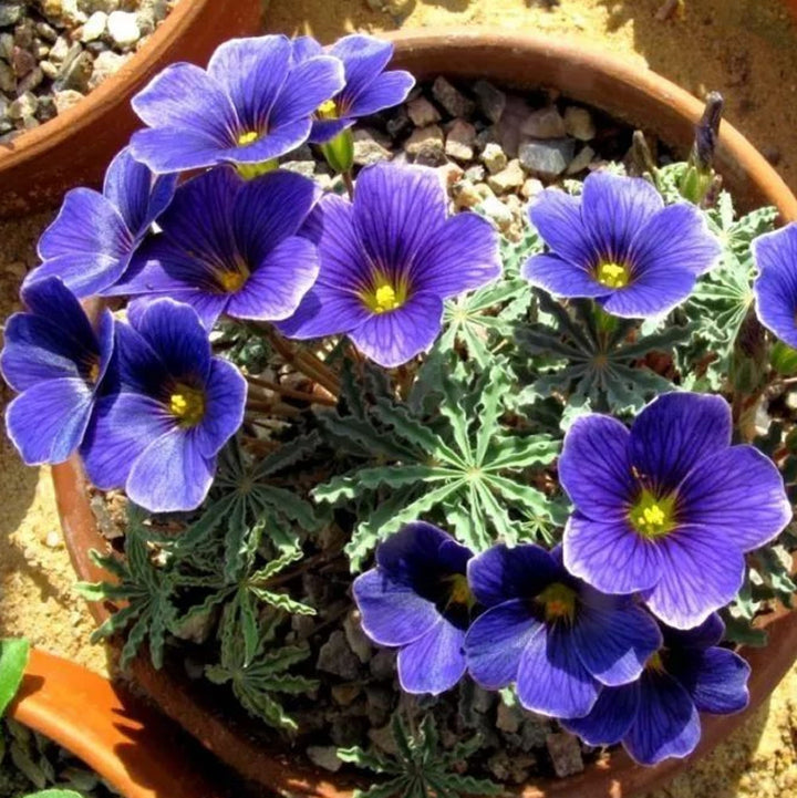 Blue Oxalis Laciniata Flower Seeds for Planting – Heirloom, Non-GMO, Easy to Grow, High Germination