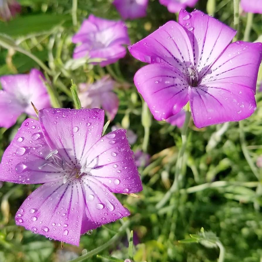 Flower Seeds, Seeds,Seeds For Planting,Plant Seeds