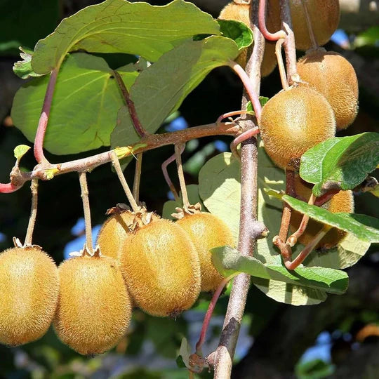 Kiwi Hayward Seeds – High-Yield, Cold Hardy Fruit Seeds for Garden Planting
