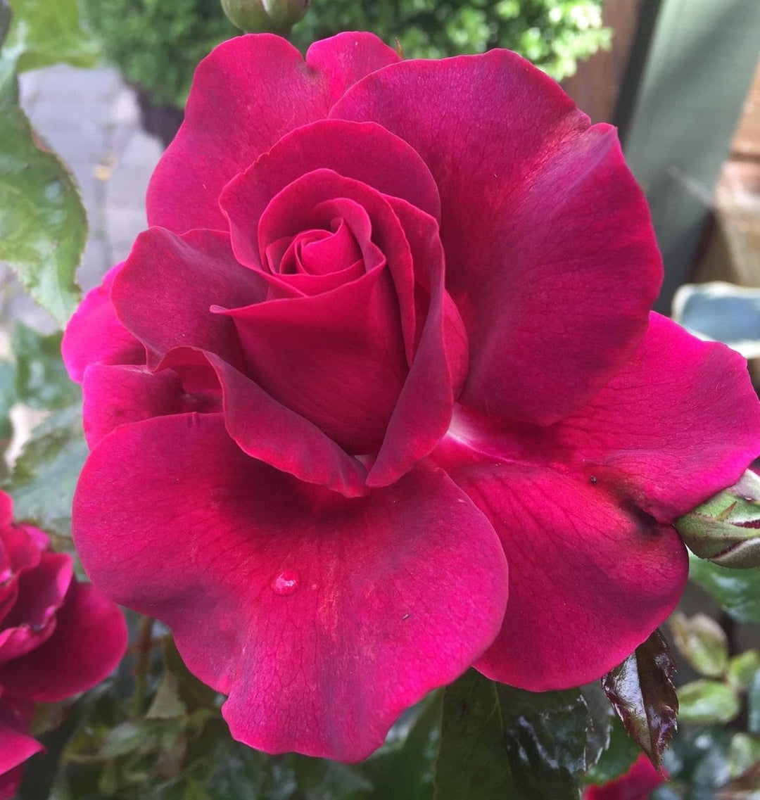 Flower Seeds, Seeds,Seeds For Planting,Plant Seeds