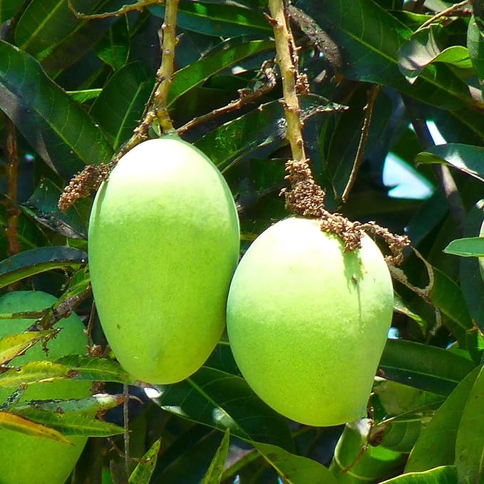 Mango fruit seeds for planting - Heirloom & Non-GMO Garden seeds, tropical fruit for sunny gardens