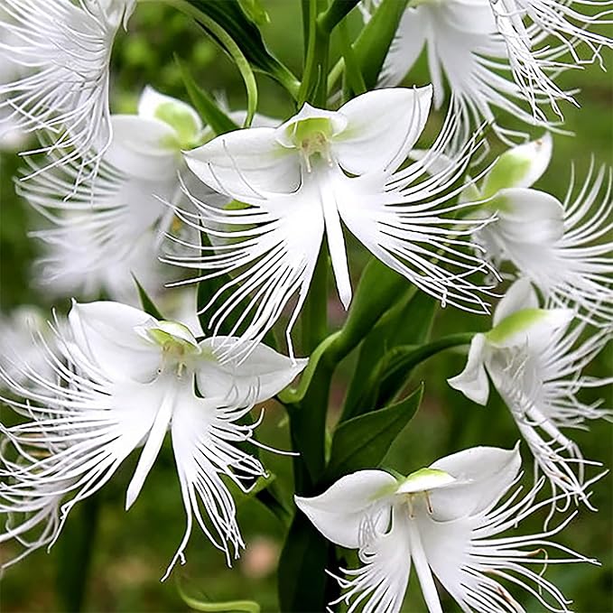 Flower Seeds, Seeds,Seeds For Planting,Plant Seeds