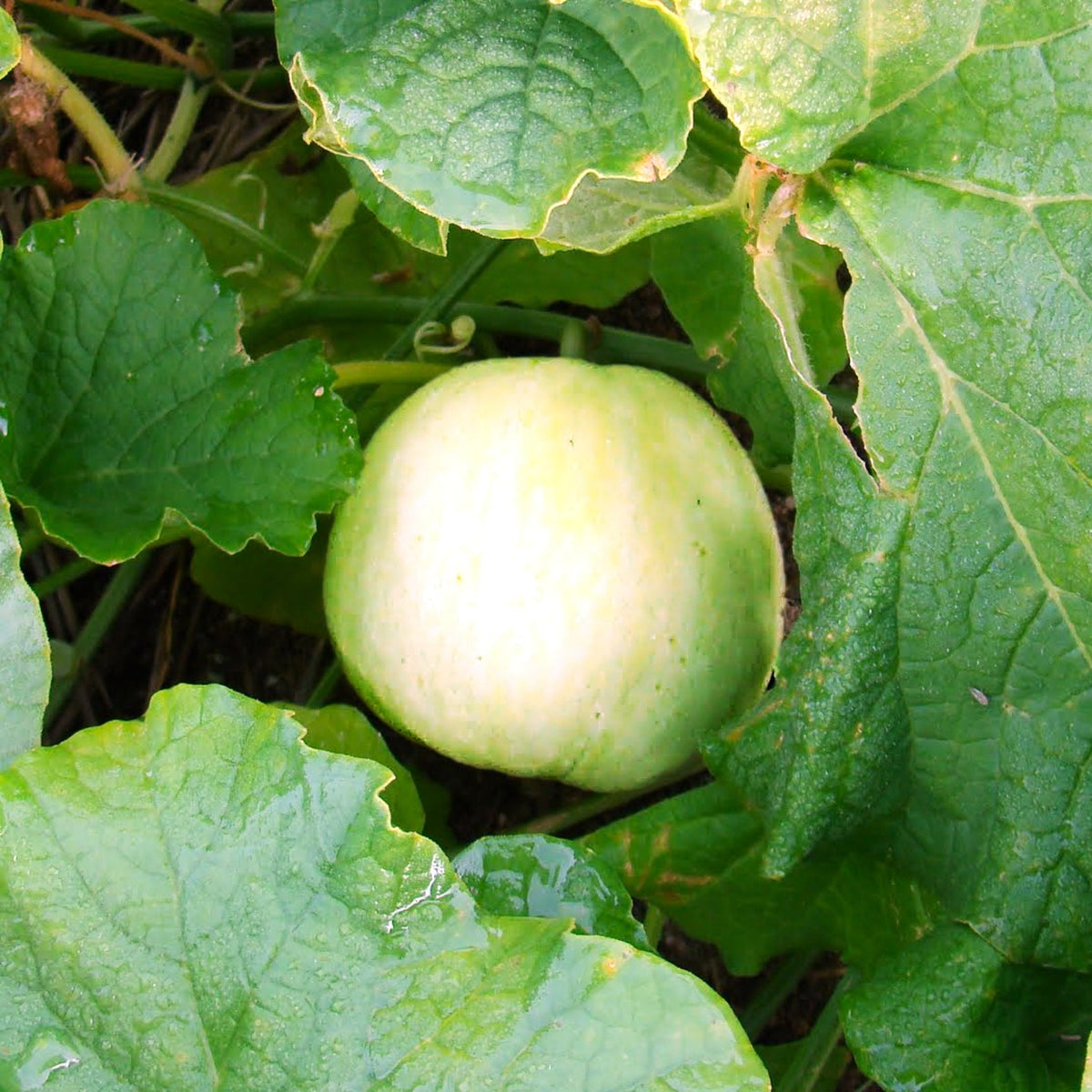 Asian Apple Melon Seeds for Planting – heirloom non-GMO seeds, exotic sweet and tangy melons – 100 pcs