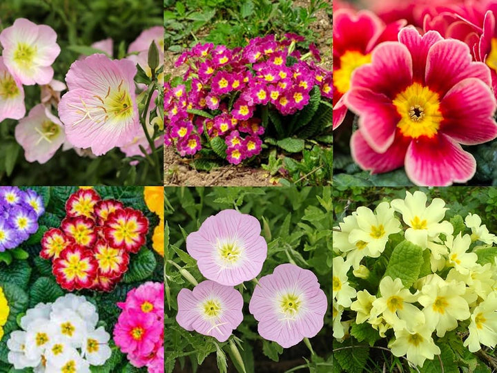 Mixed Oenothera Biennis Flower Seeds for Planting – Heirloom Non-GMO, High Germination Organic Garden Seeds