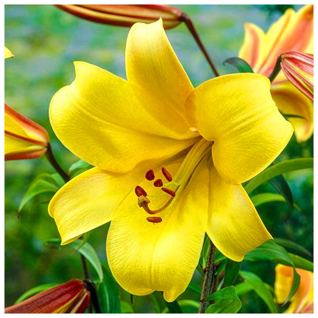 Yellow Lilium Brownii Flower Seeds for Planting – Heirloom, Non-GMO, High Germination Organic Garden Seeds