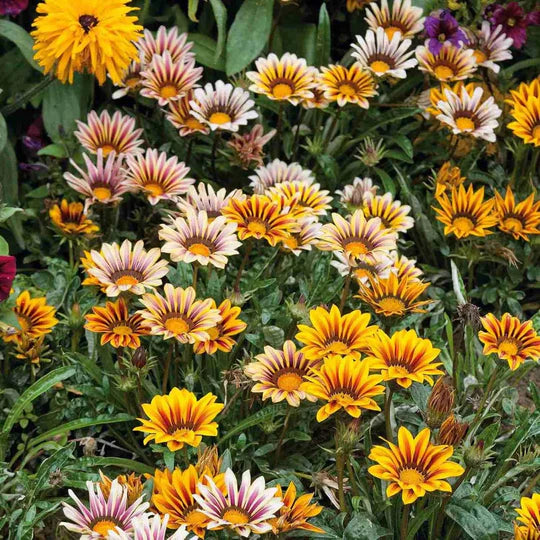 Gazania Sunshine Flower Seeds for Planting – Heirloom & Non-GMO Drought-Tolerant Blooms for Sunny Borders & Containers