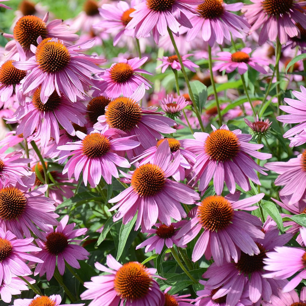 Purple ConeFlower seeds for Planting - Sun Loving, Heirloom & GMO Free Seeds for Home Garden