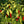 Vegetable Seeds,Garden seeds, Seeds For Planting,Plant Seeds