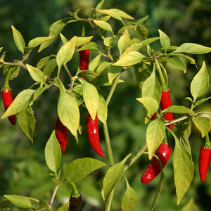 Vegetable Seeds,Garden seeds, Seeds For Planting,Plant Seeds