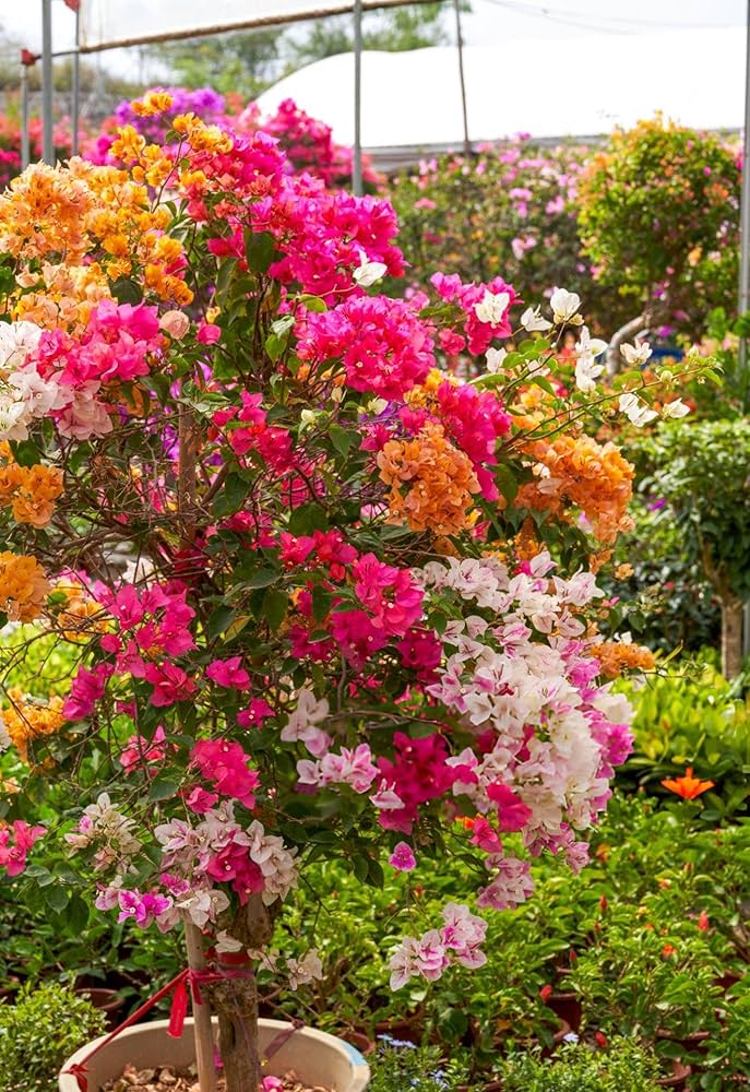 Bougainvillea Flower Seeds for Planting Mixed Colors – Sun Loving, Heirloom, Non-GMO, High Germination Organic Garden Seeds