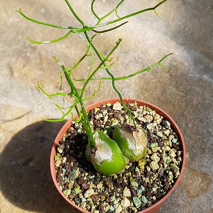 Bowiea Volubilis Seeds for Planting – Heirloom, Non-GMO, Rare Climbing Succulent – High Germination