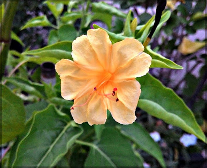 Orange Mirabilis Flower Seeds for Planting – Heirloom, Non-GMO, High Germination Organic Garden Seeds