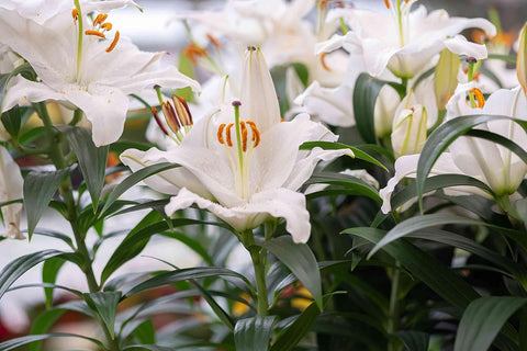 Flower Seeds, Seeds,Seeds For Planting,Plant Seeds