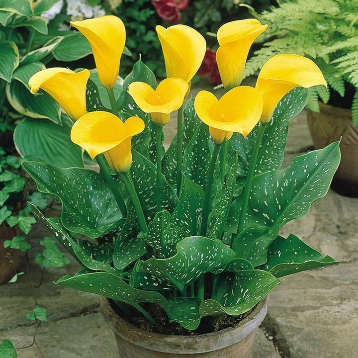 Yellow Calla Flower Seeds for Planting – Heirloom, Non-GMO, High Germination Garden Seeds
