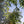 Azadirachta fruit seeds for planting - Heirloom & Non-GMO garden seeds, hardy tree for varied climates
