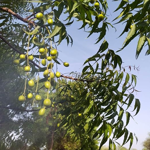 Azadirachta fruit seeds for planting - Heirloom & Non-GMO garden seeds, hardy tree for varied climates