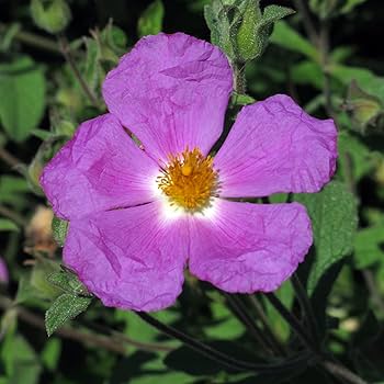 Zistrose Flower Seeds for Planting – Heirloom Non-GMO High Germination Organic Garden Seeds