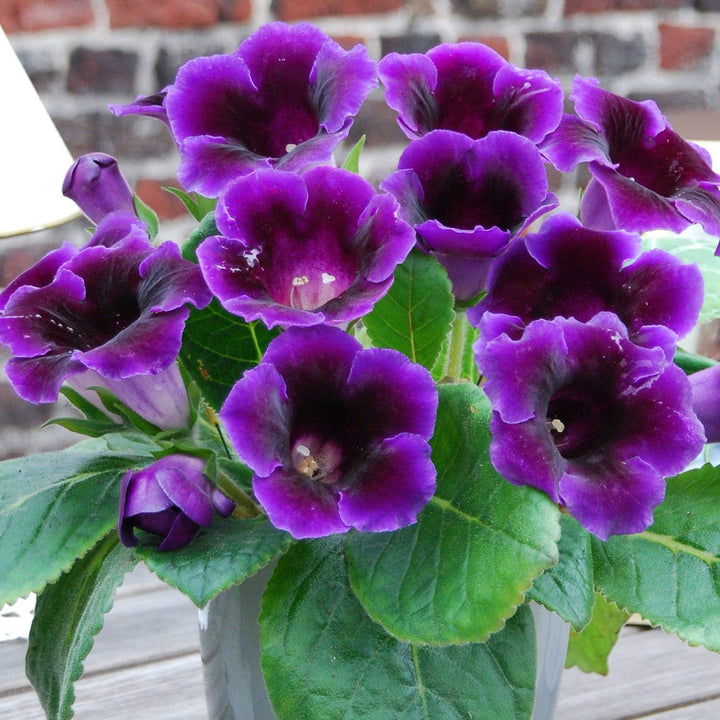 Violet Purple Gloxinia Flower Seeds for Planting – Heirloom, Non-GMO, High Germination