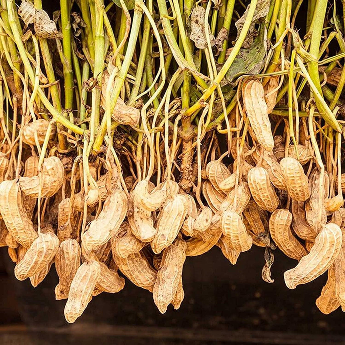 Spanish Peanut Seeds for Planting – Heirloom Non-GMO Nutty Vegetable Seeds with High Germination for Organic Garden Growing