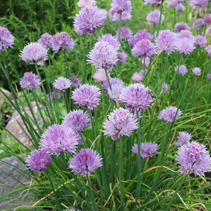 Flower Seeds, Seeds,Seeds For Planting,Plant Seeds