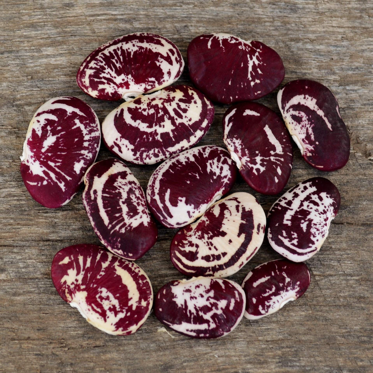 Purple White Stallard Bean Seeds for Planting – Heirloom & Non-GMO Legume Seeds for Flavorful Harvests