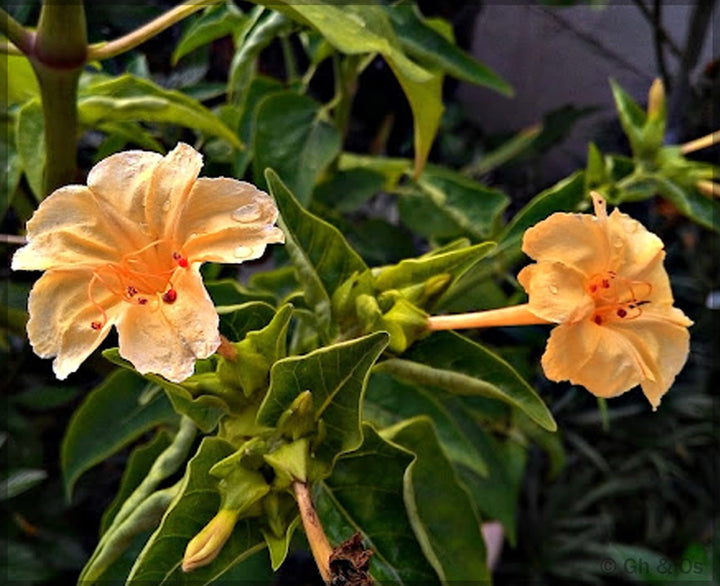 Orange Mirabilis Flower Seeds for Planting – Heirloom, Non-GMO, High Germination Organic Garden Seeds