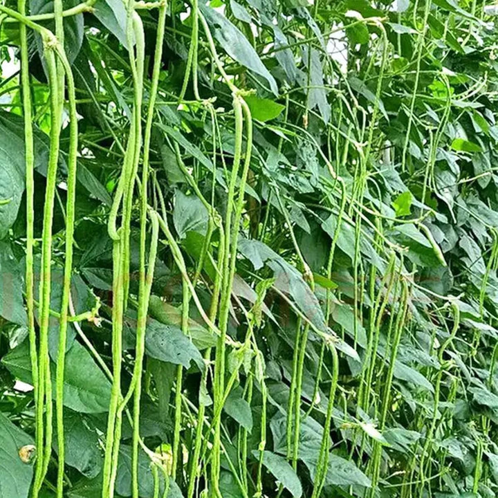 Oriental Yard Long Bean Seeds for Planting – Heirloom, Non-GMO, Nutritious Vegetable