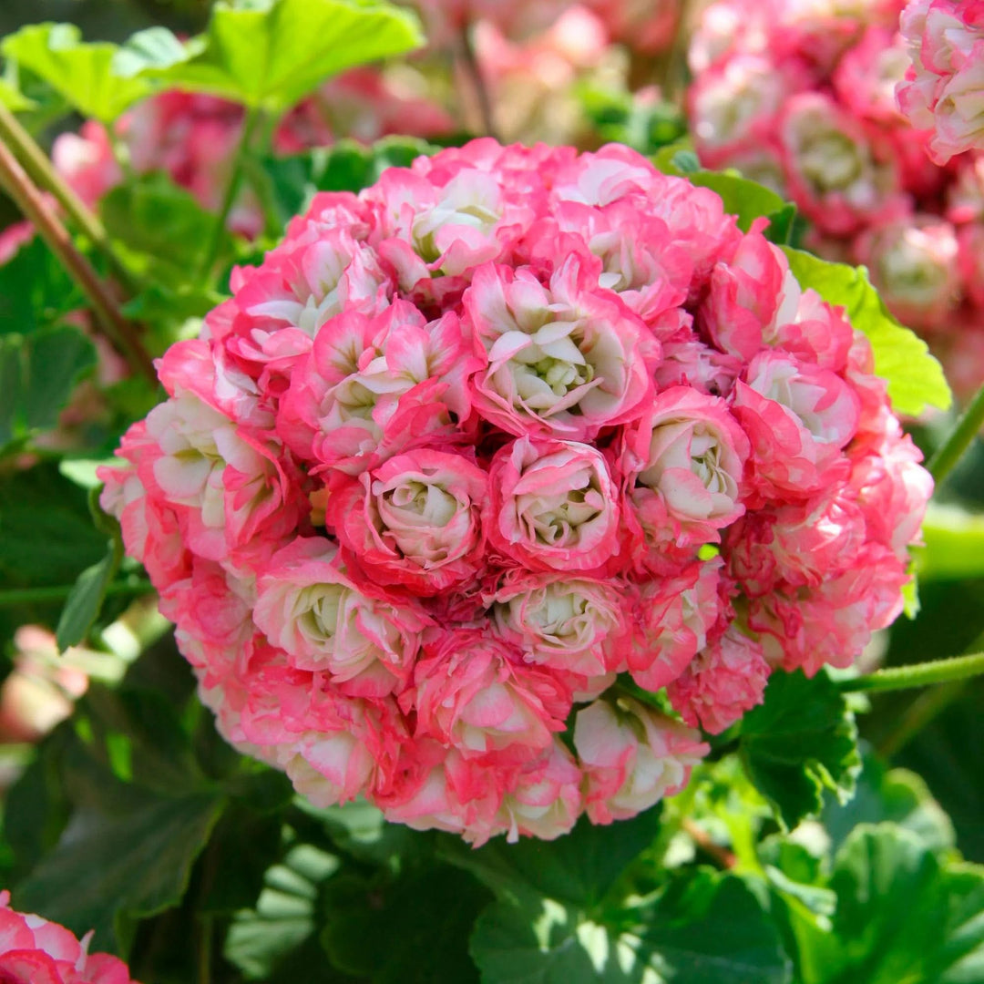 heirloom geranium seeds Geranium Apple Blossom Seeds – Heirloom Non-GMO – Earthechoseeds