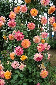 Yellow Pink Climbing Rose Seeds for Planting – Heirloom, Non-GMO, Premium Quality, High Germination