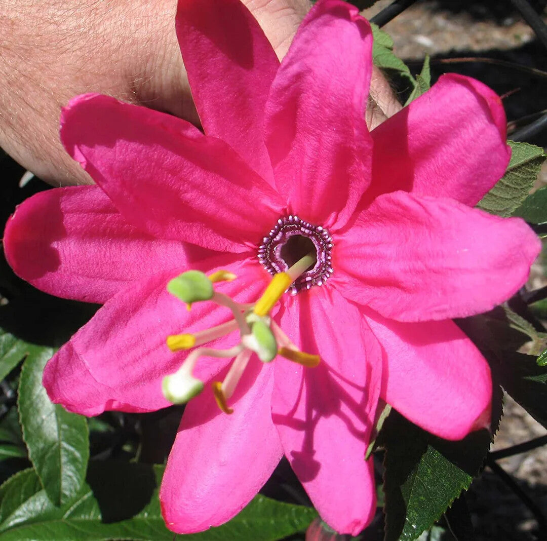 Pink Mollissima Flower Seeds for Planting – Heirloom Non-GMO, High Germination Organic Garden Seeds