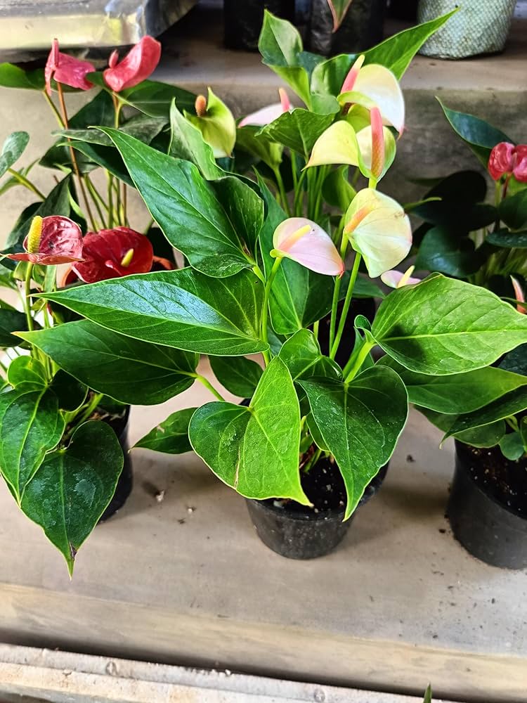 Anthurium White Pink Flower Seeds for Planting – Heirloom, Non-GMO
