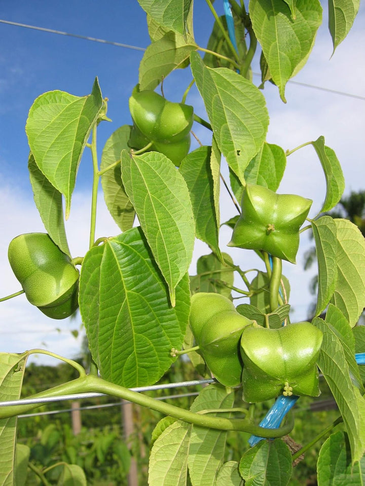 Flower Seeds, Seeds,Seeds For Planting,Plant Seeds