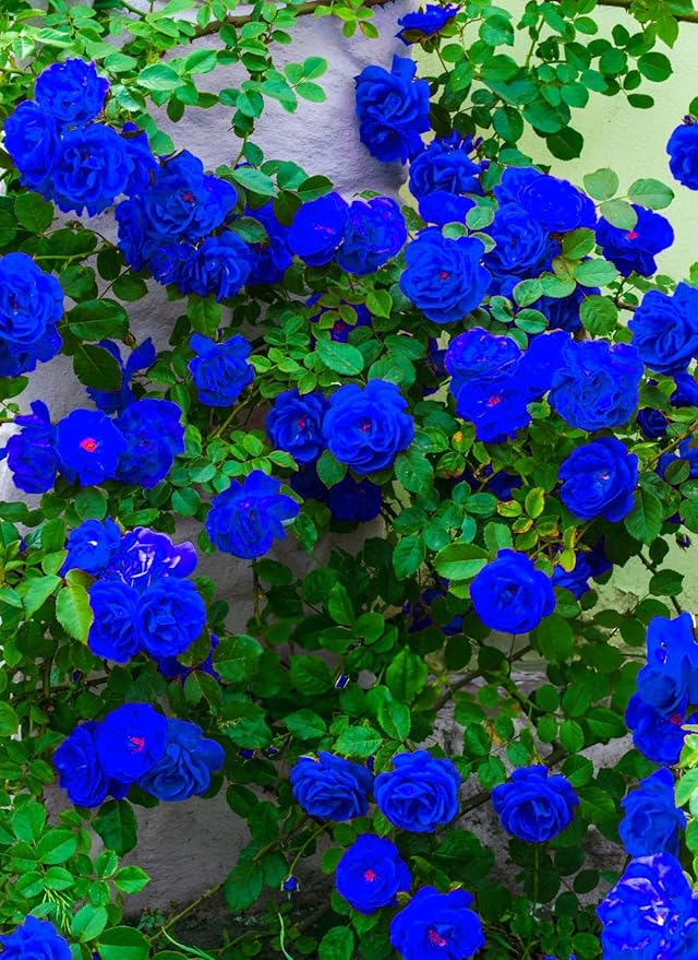 Blue Climbing Rose Flower Seeds for Planting – Heirloom, Non-GMO, Bright Blooms, High Germination
